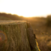 自动发货商户的网络手机号在线发送