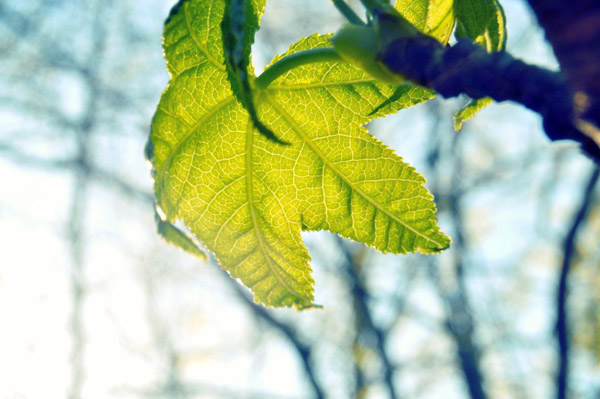 在线短信轰炸机网页版